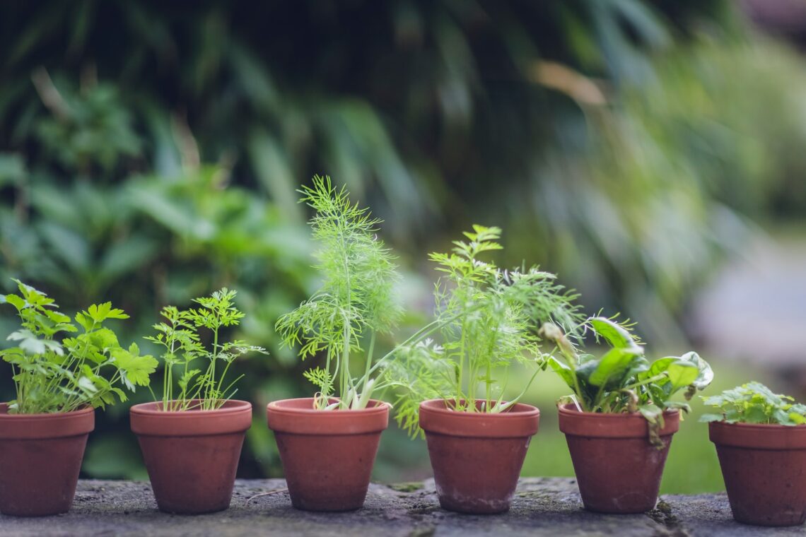 Eco Friendly Gardening