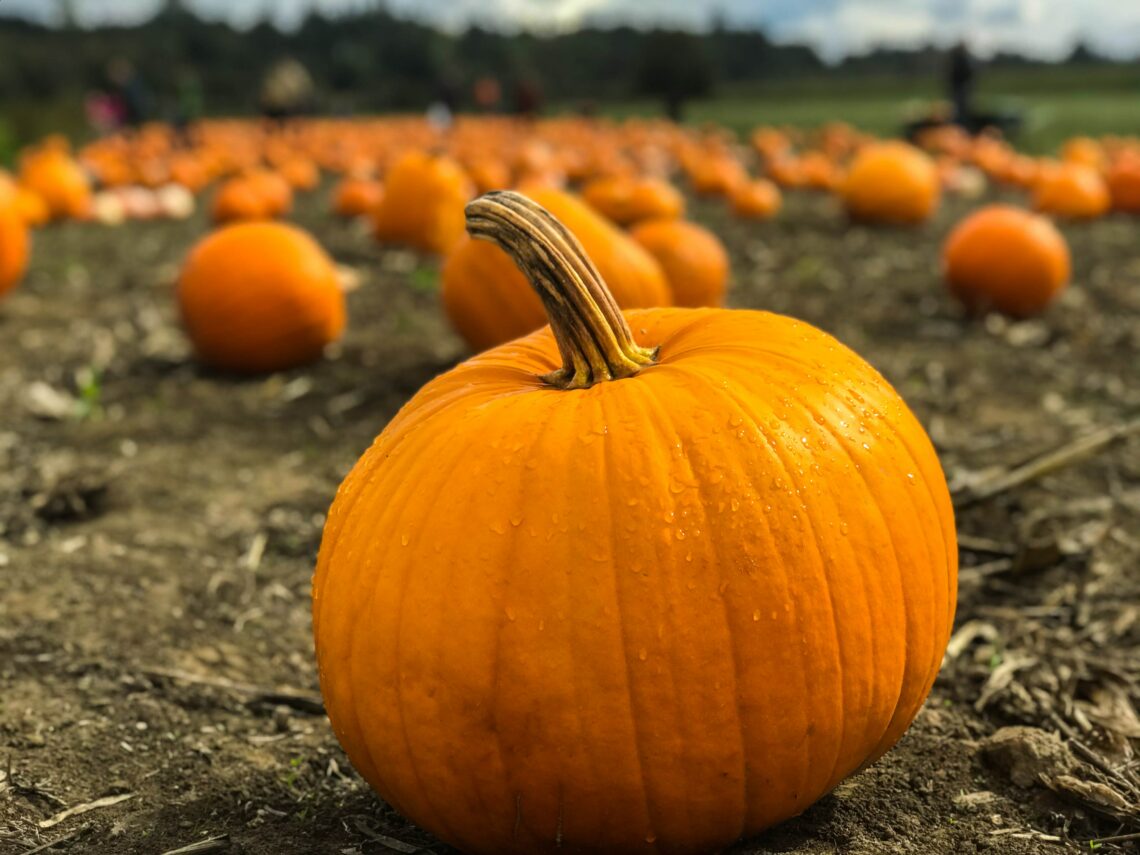 A chopped pumpkin sat in a field waiting for it to be collected and carved