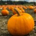 A chopped pumpkin sat in a field waiting for it to be collected and carved